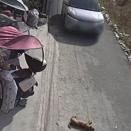 温州司机轧到睡路小狗！鸣笛无效径直开，狗主一句话圈粉
 
浙江温州街头的一段视频