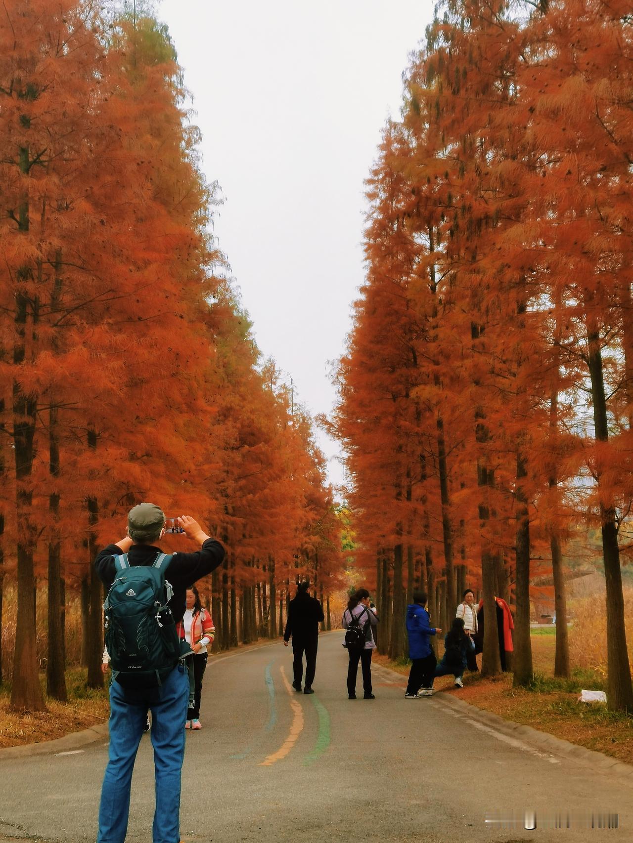 分享我这周的趣事：这里是成都香城湿地公园，园内的水杉已渐渐染上了红色。每年此时，