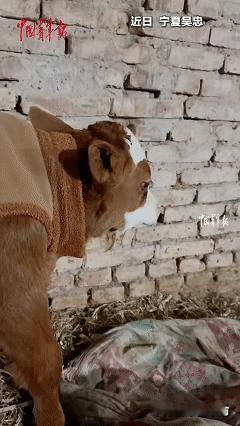 万物皆有灵！近日宁夏吴忠，小牛在吃完奶后突然走到墙边，一个人面对着墙呆呆的站着，
