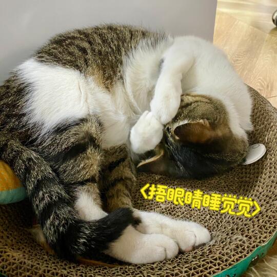 两只毛爪爪好忙[笑哭R]捂哪边？