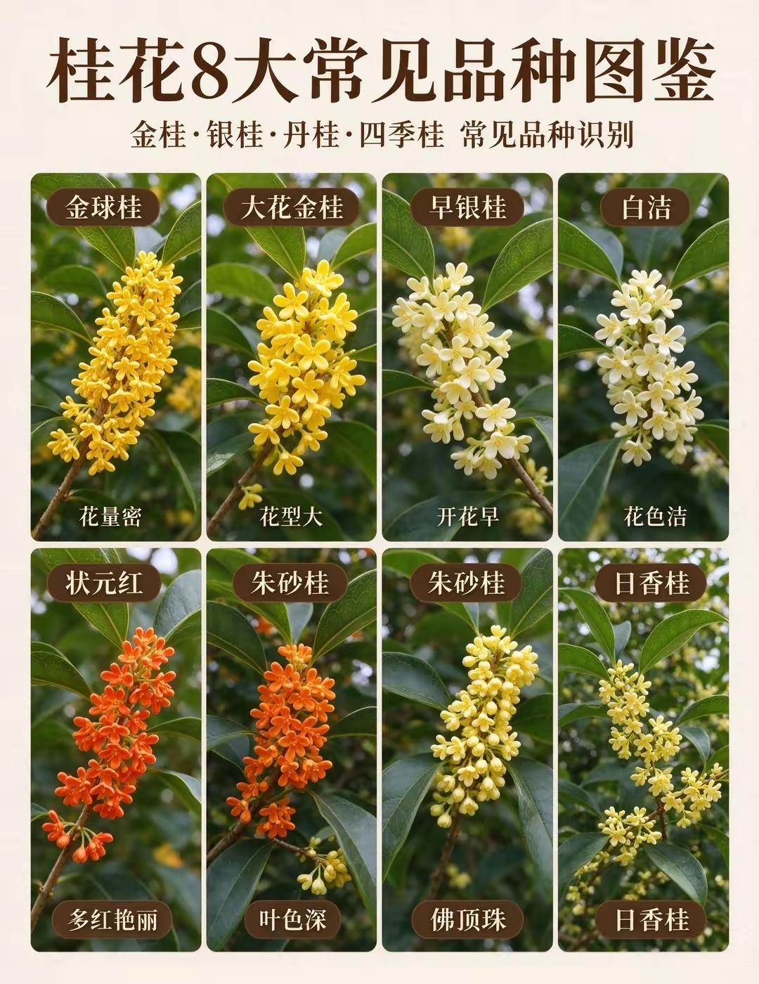 有没有人觉得桂花的香味挺刺鼻的？闻起来浓烈发闷，甚至刺鼻、头晕。这种差异并不是桂