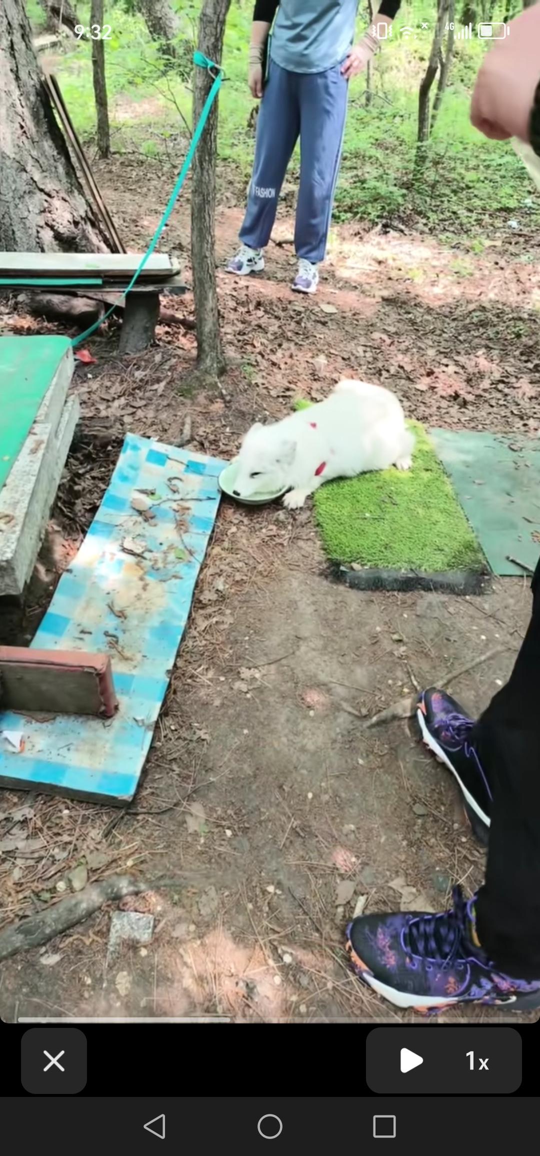吉林市龙潭山惊现白狐，模样乖巧可爱，让人不禁好奇它究竟是养殖的还是野生的。

近