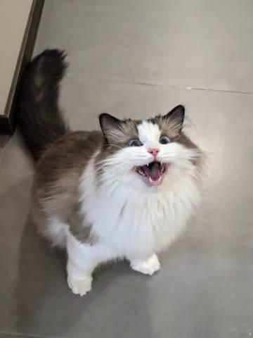 左航晒小猫厚米 不要太可爱，你不要给我喵喵叫[锦鲤附体] ​​​