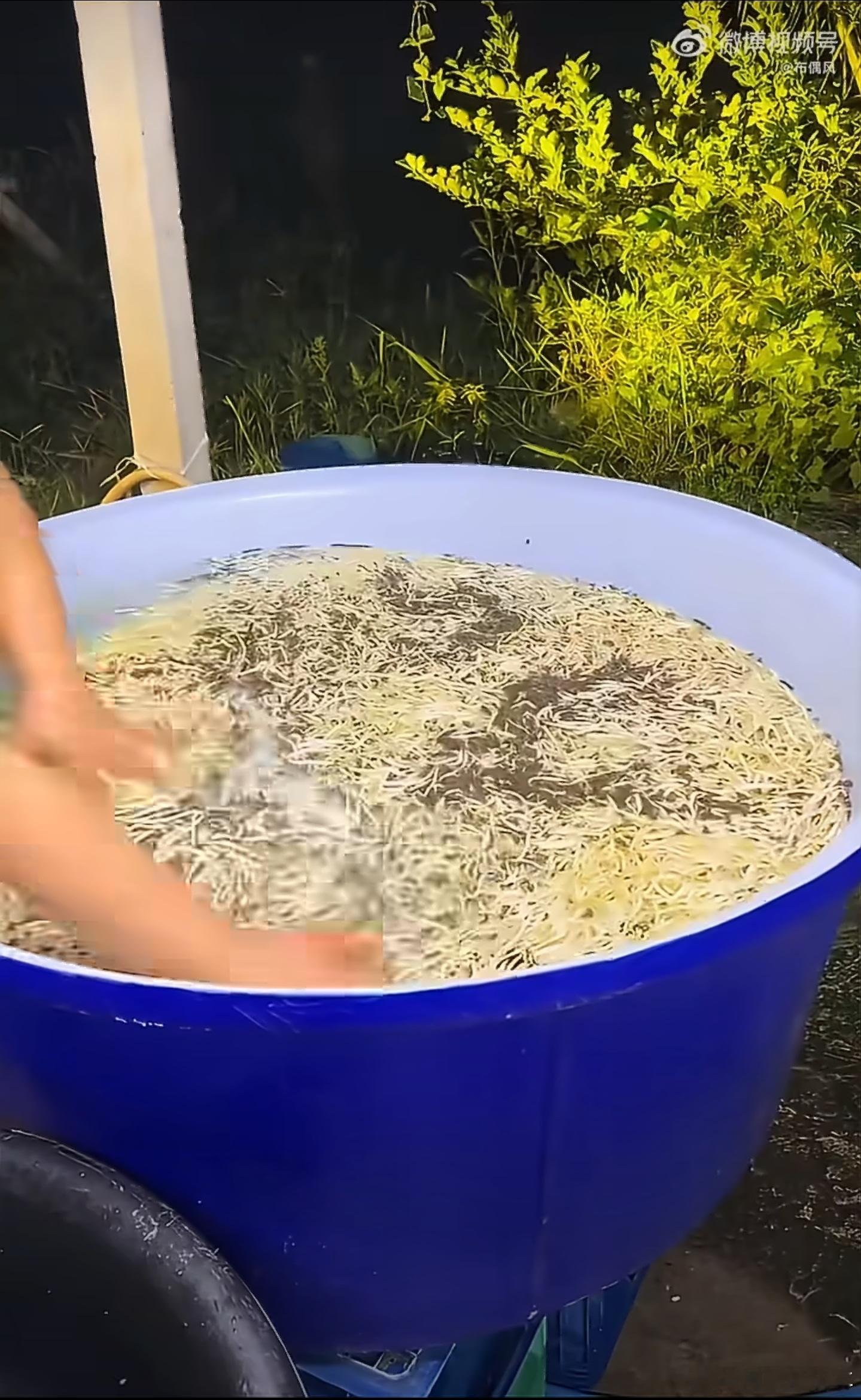 终于明白火锅店不爱洗豆芽的原因了以前看到豆芽总觉得：这玩意儿为什么看着像刚从菜筐
