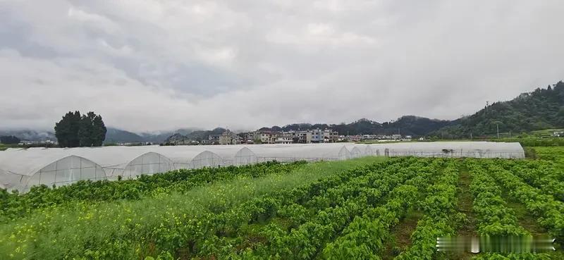 福建在推动共同富裕上有不少亮眼做法。比如，在产业发展方面，大力扶持特色农业，像宁