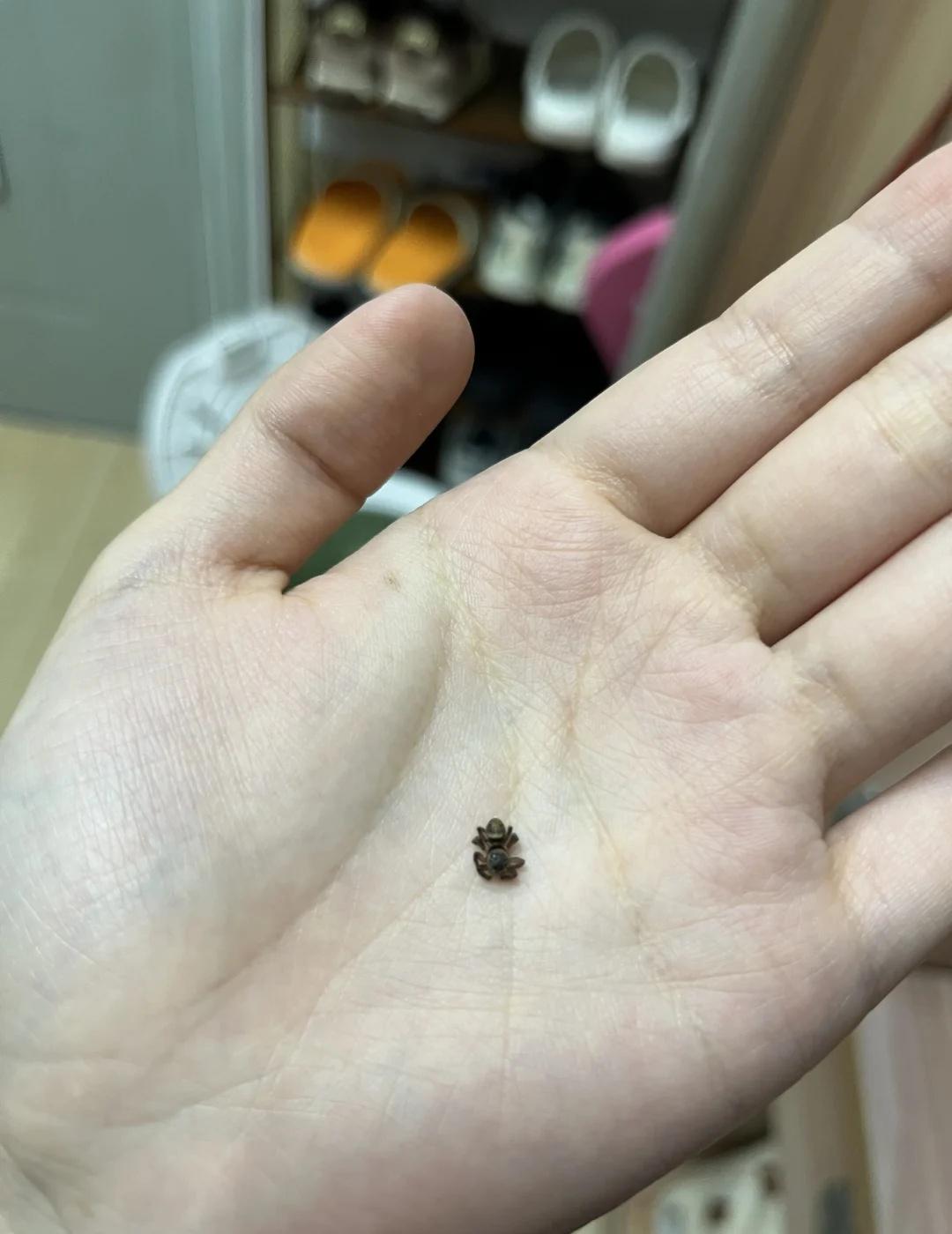 紧急求救，宿舍的蜘蛛好像死了，还能不能救活
我座位附近有一只蜘蛛已经出没半个月了