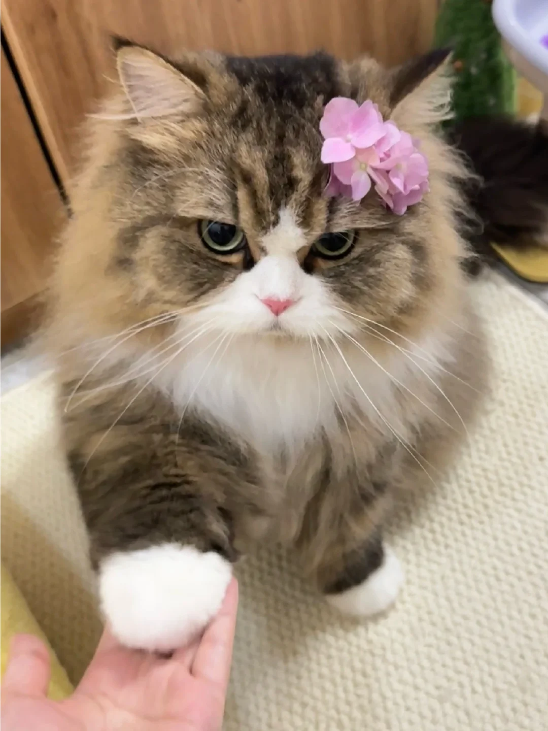 会握手的臭脸小猫是谁在谈啊