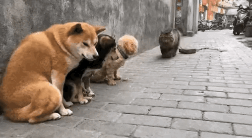 它来了它来了！丧彪带着它的“战砖”走来了🔥 这只猫凭一己之力揍遍方圆十里的猫猫