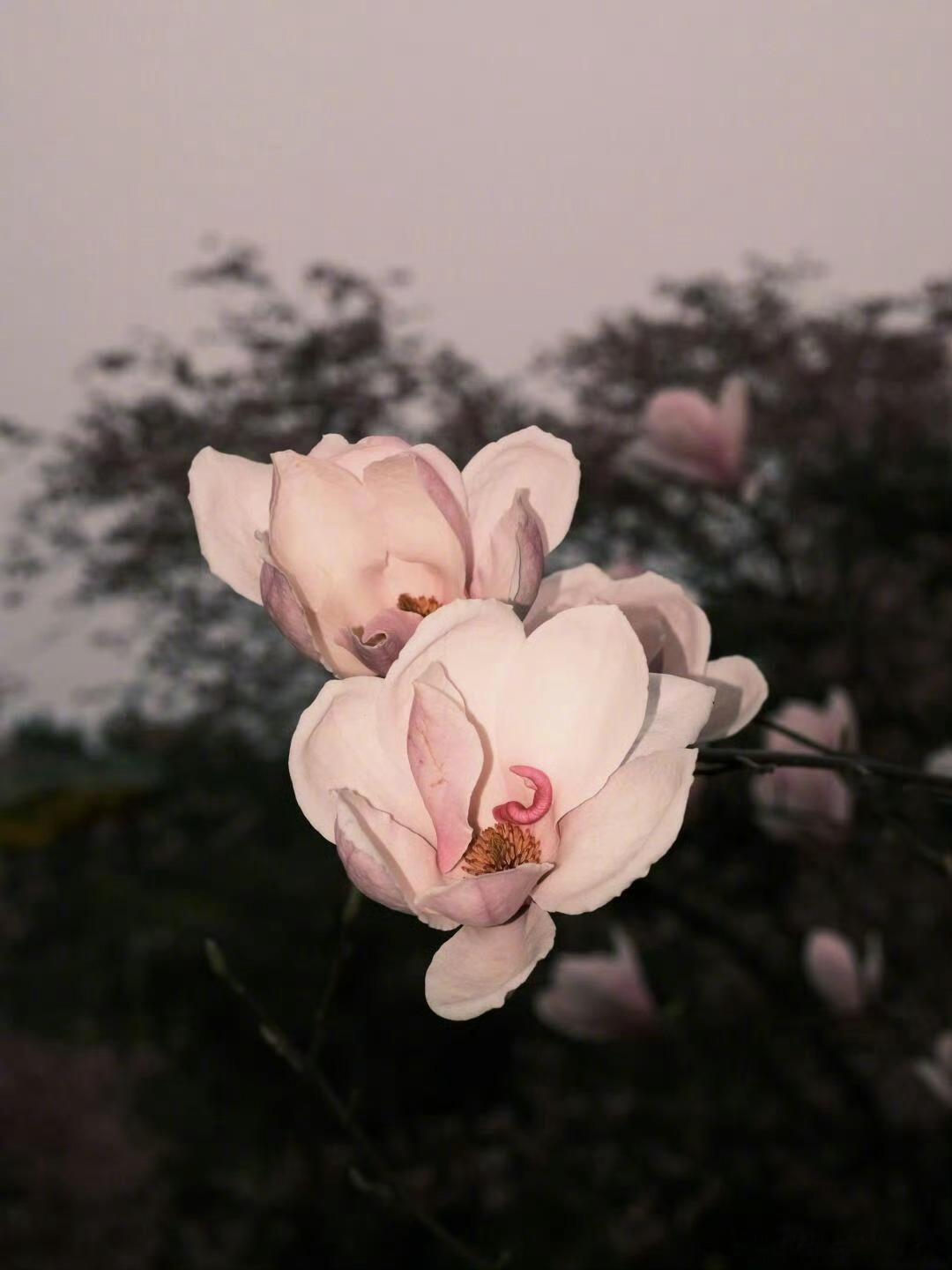 在花的世界里🌺只有纯粹的自我愿我们如花般绽放一样去感受最为真实的美 