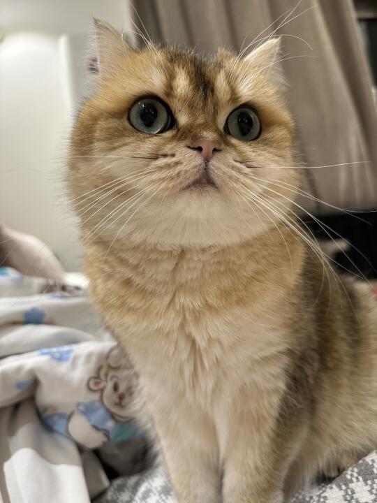 大眼萌妹