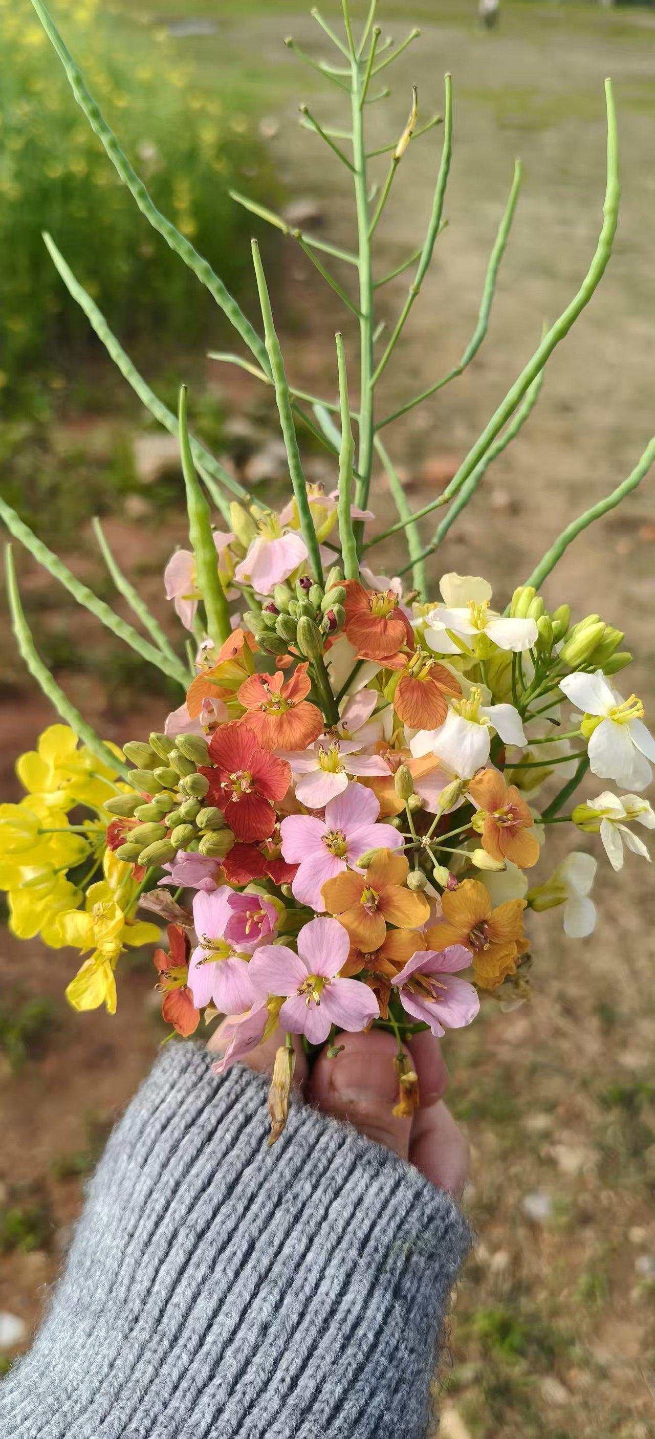 江西农业大学的彩色油菜花
有80种彩色油菜花，过了盛花期让我遗憾，第一次看到彩色