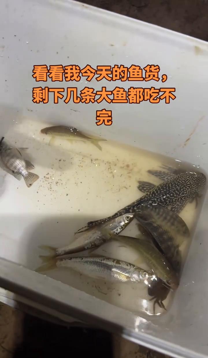 在八十江，我开始“嫌弃”大鱼了。
乌兰坡的竿尖沉得拉不动。
我挑了三条，剩下的全