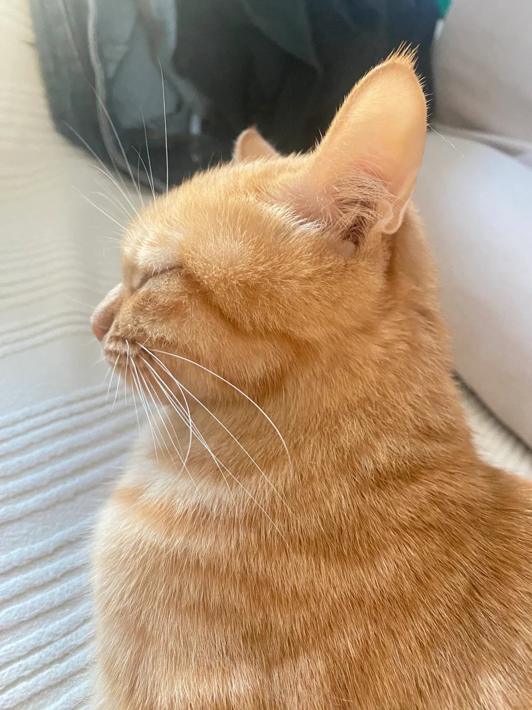 不是…你Jerry猫啊…