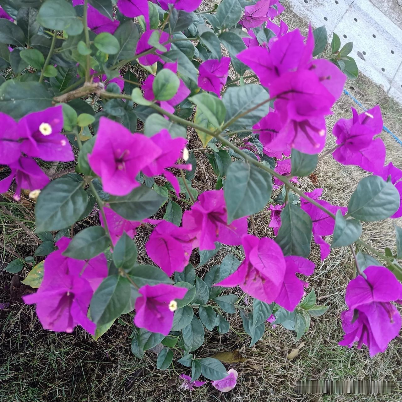 路边的三角梅，开得好美呀！
冬日生活打卡季 
 
上热门