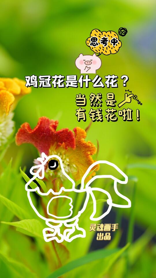 有人喜欢鸡冠花吗？是土麻麻的花吗？