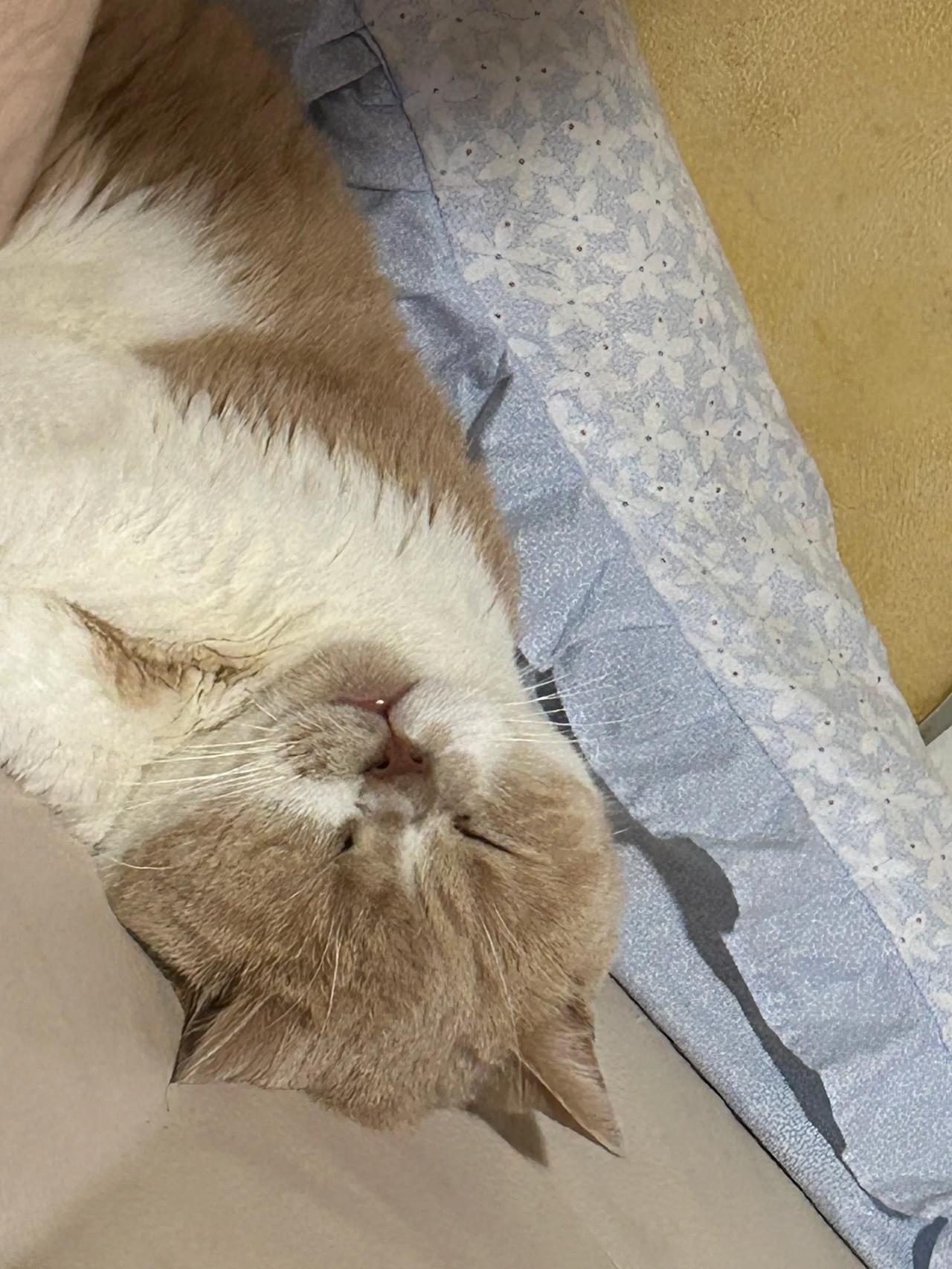 周围如此嘈杂，而茶茶猫咪睡得如此香甜#分享猫的琐事# #分享猫咪的琐事# #分享