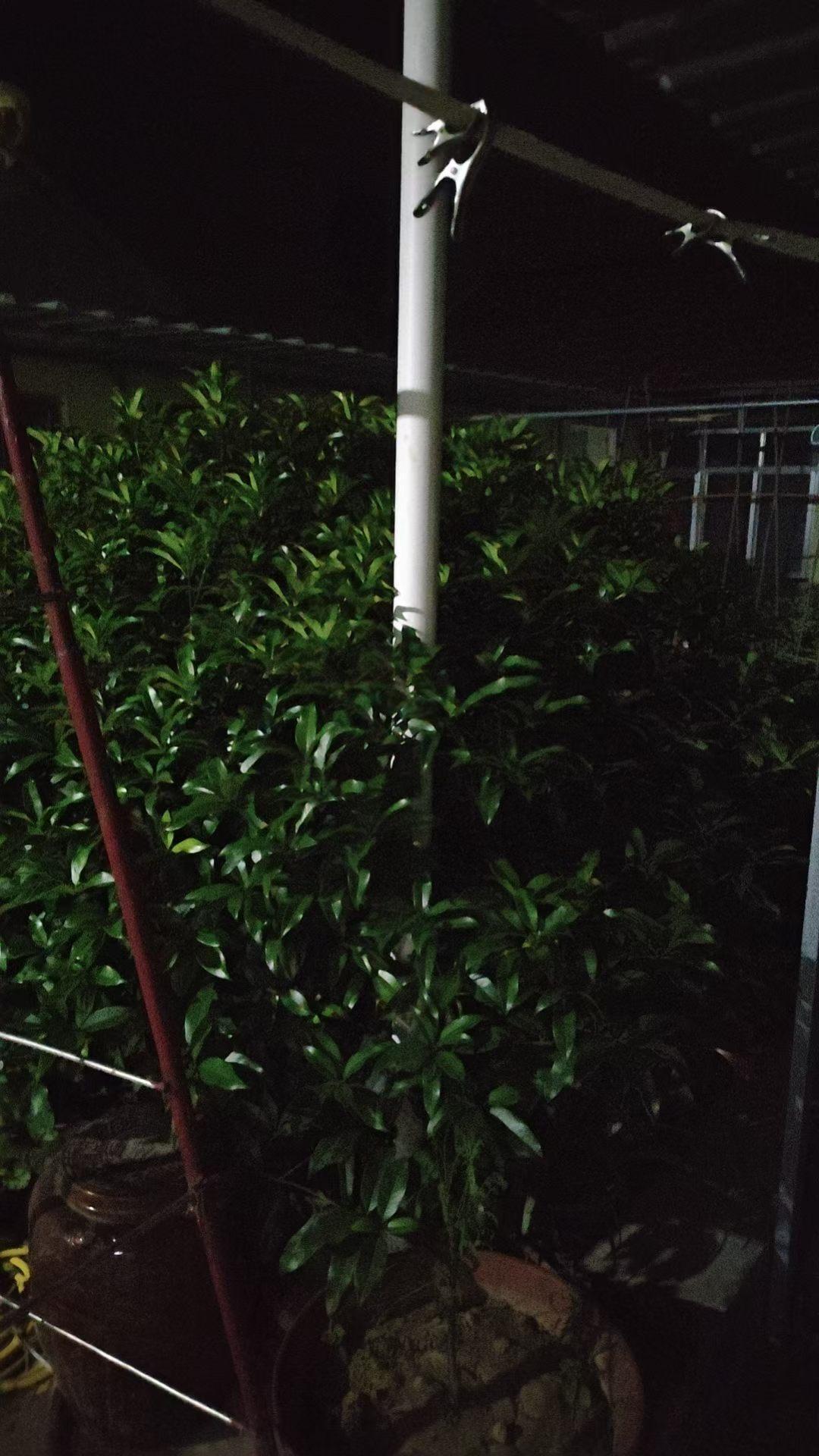 夜晚的花园，就像藏着无数秘密的宝库。绿植丛中隐约的灯光，像星星掉进了草丛，把花园