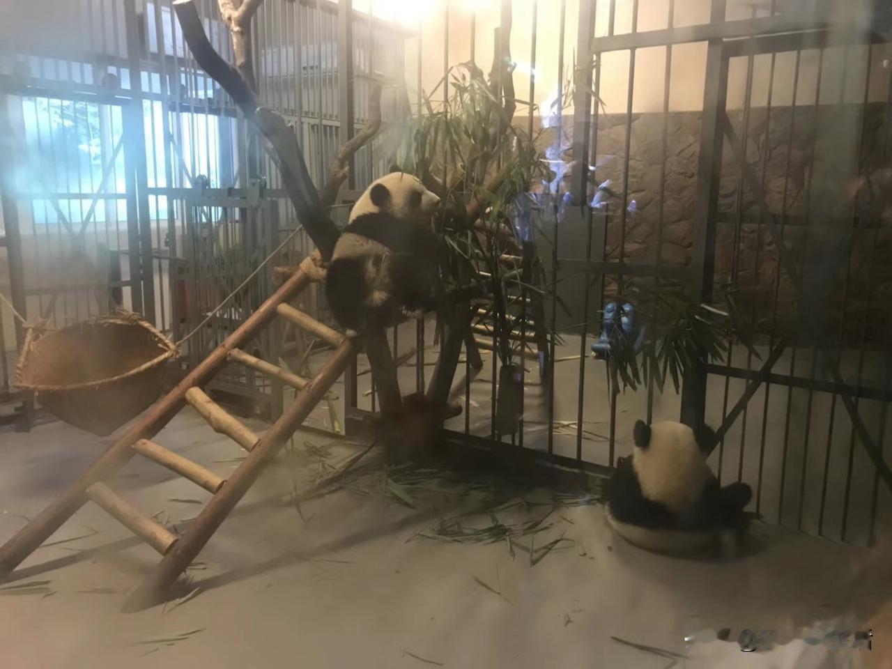 很多人不知道，其实甘肃也有野生大熊猫，而且总数达到了132只，不过，甘肃大熊猫更