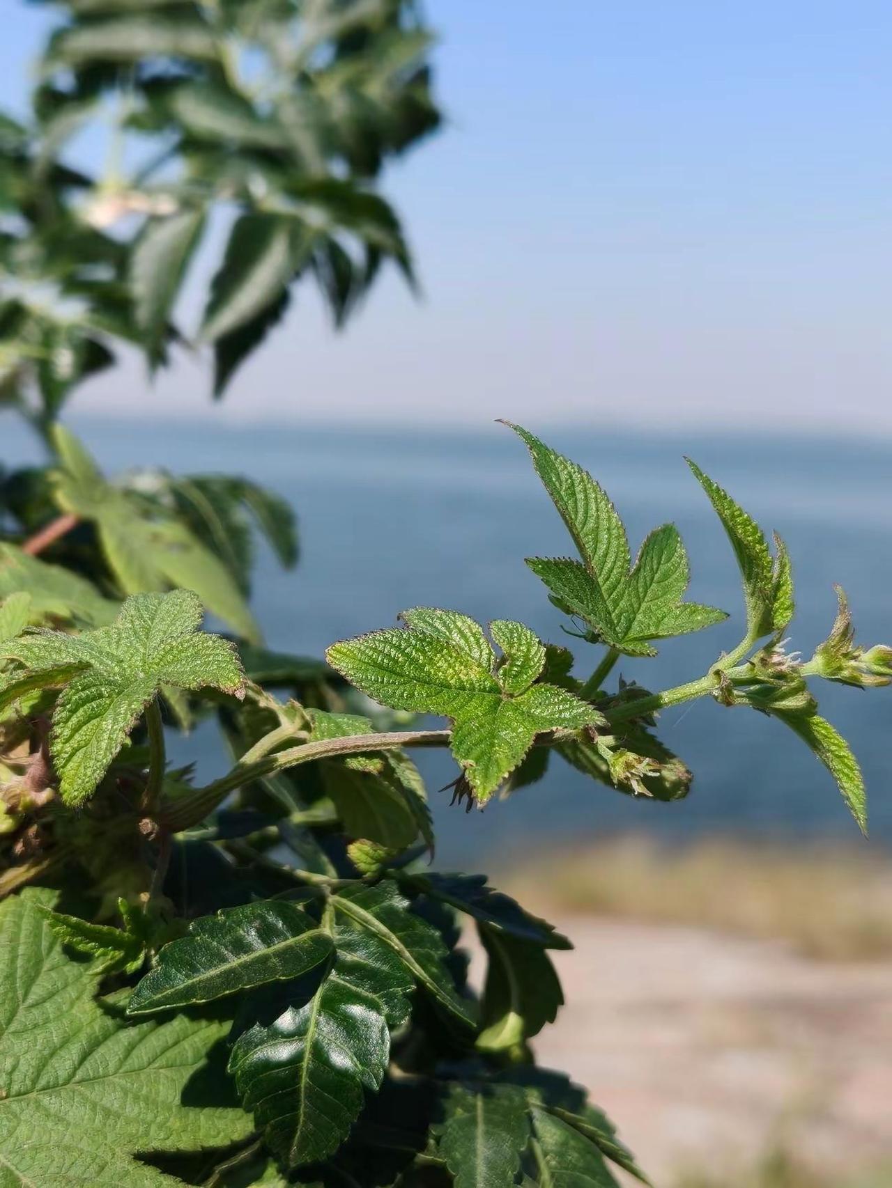 海边那一抹绿，秋意浓❤️(动图)