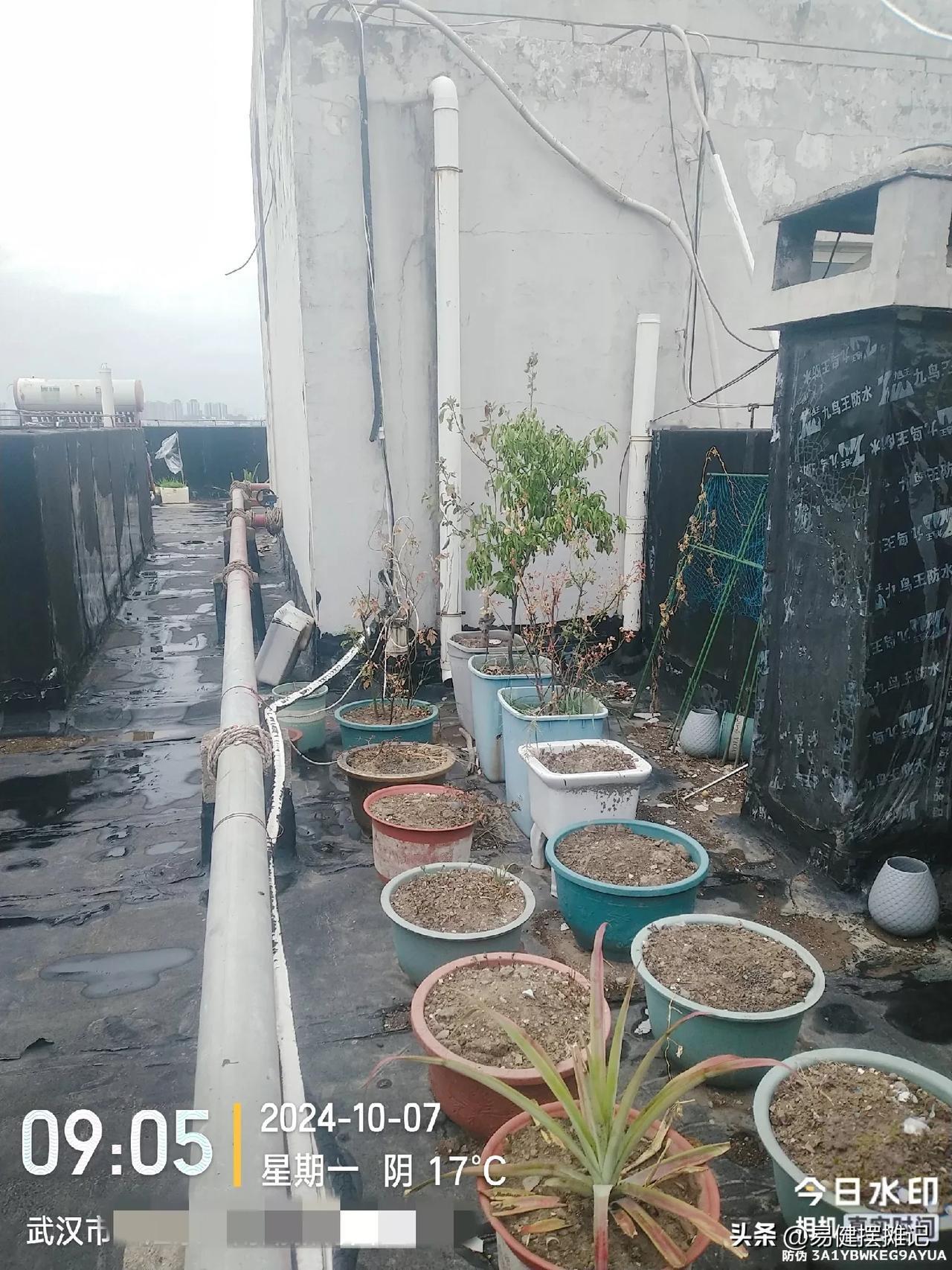 干旱严重，长江提前进入枯水期；菜地缺水，蔬菜价格居高不下
今年花花草草全军覆没，
