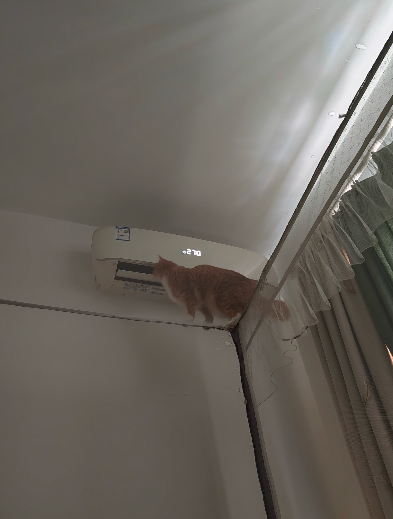 谁家猫还会霸占空调啊 