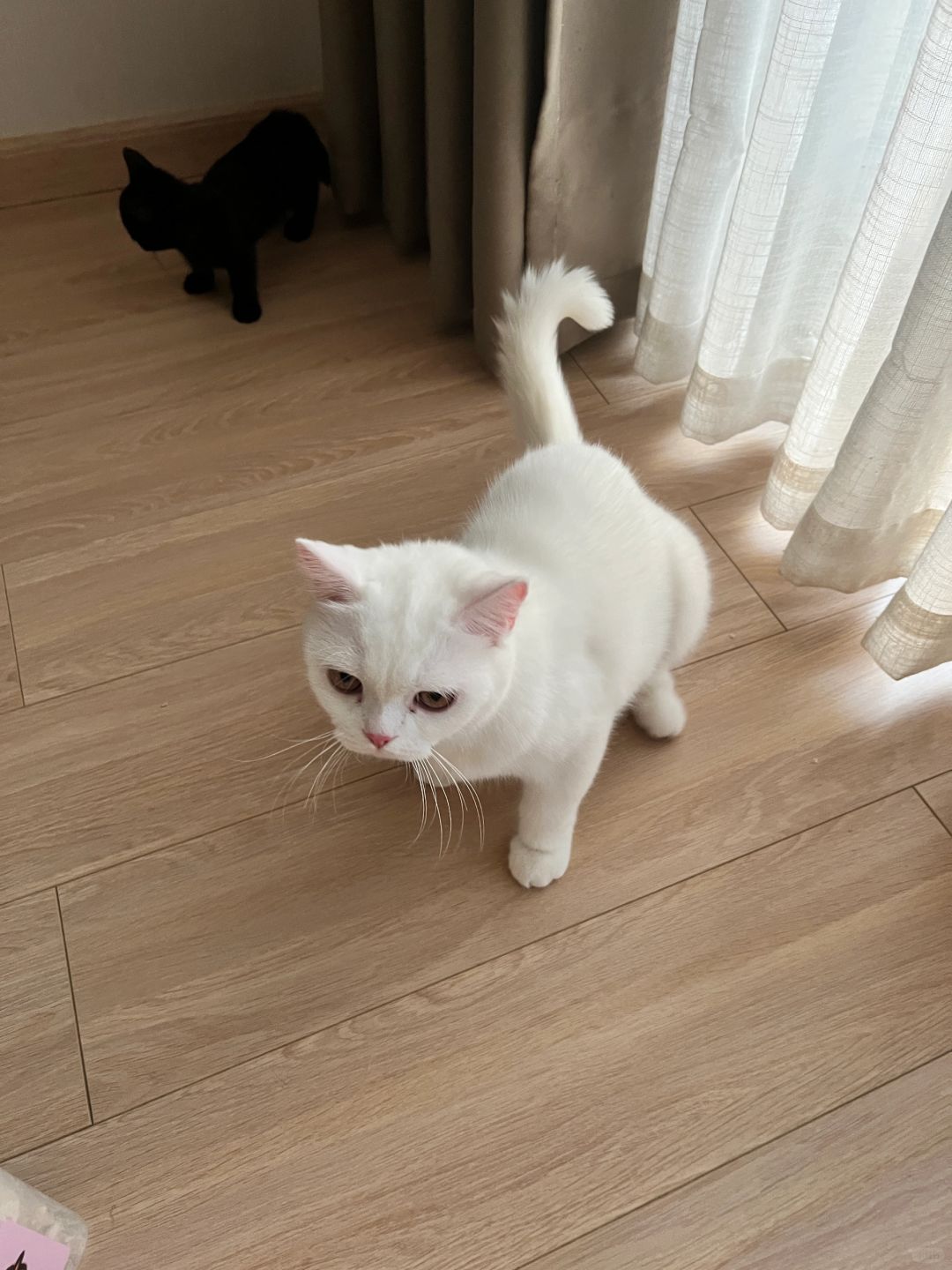 猫咪来了