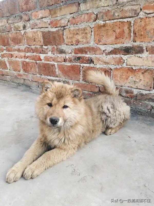 好多人养宠物狗的时候，会优先选外国品种，像泰迪、金毛这些。但其实中华田园犬优点可