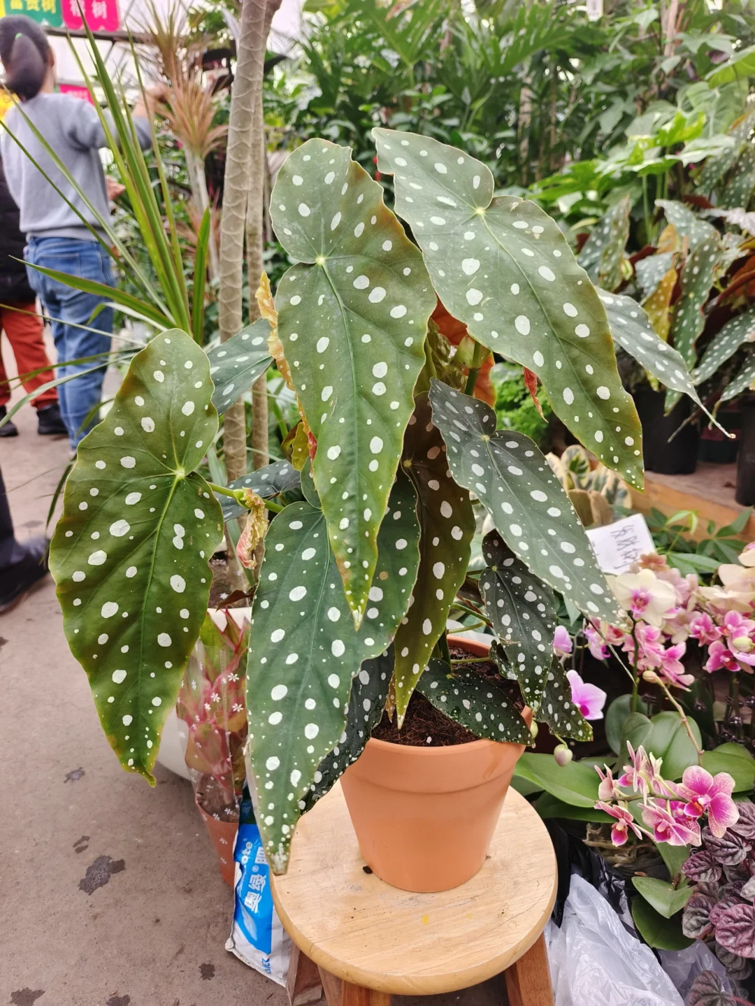 ​🌿鳟鱼秋海棠or沙丁鱼秋海棠🌿