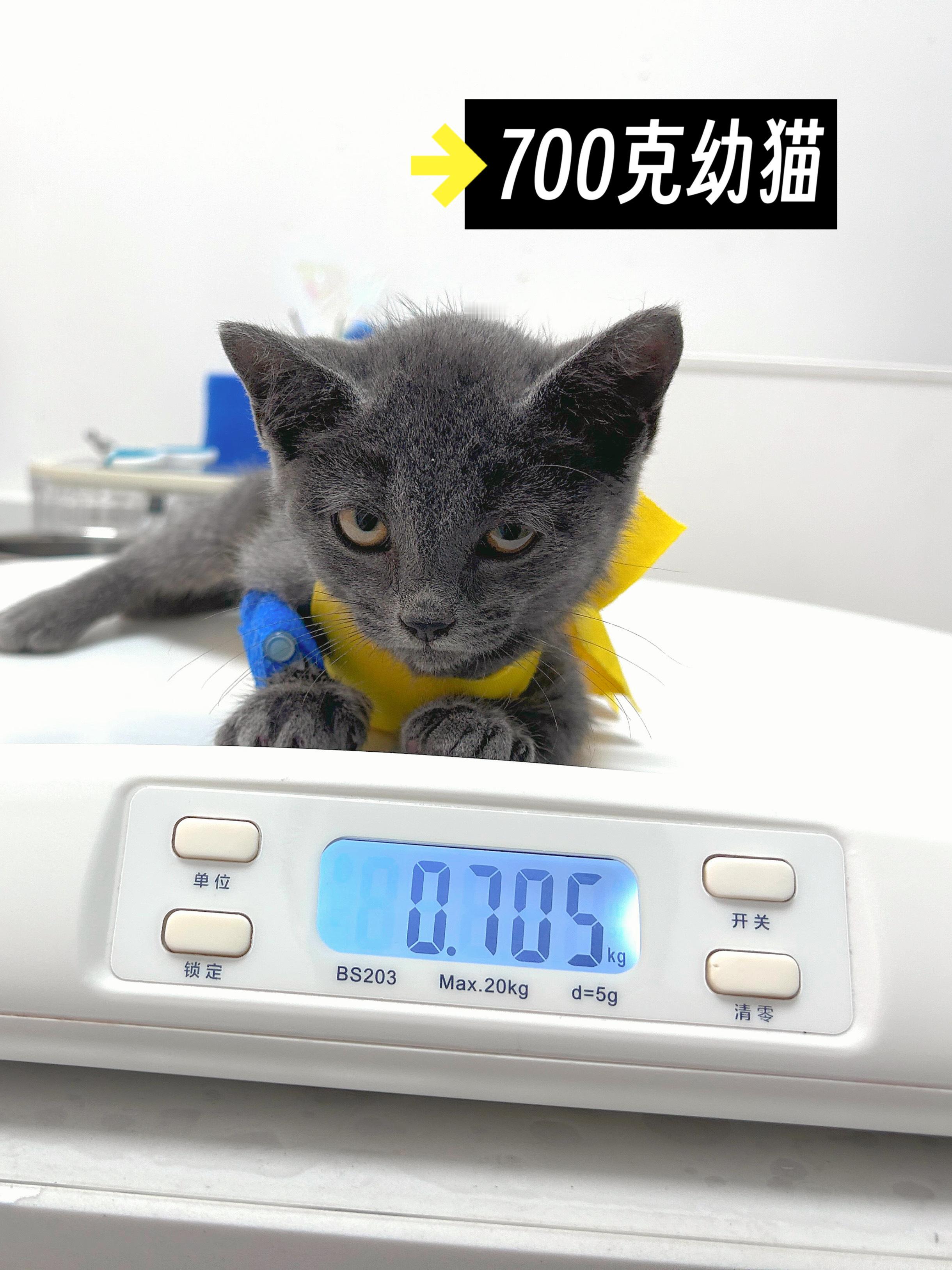 🧡 【怪兽病例】700克小蓝猫 误食玉米肠皮铁环，导致胃肠道梗阻，平稳麻醉手术