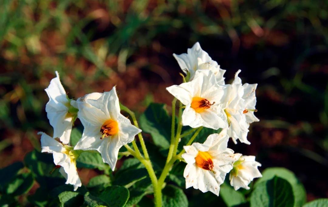 出租车起飞待何时
《出租车起飞待何时》
——从凡尔纳的浪漫到牛津剑桥的试飞，空中