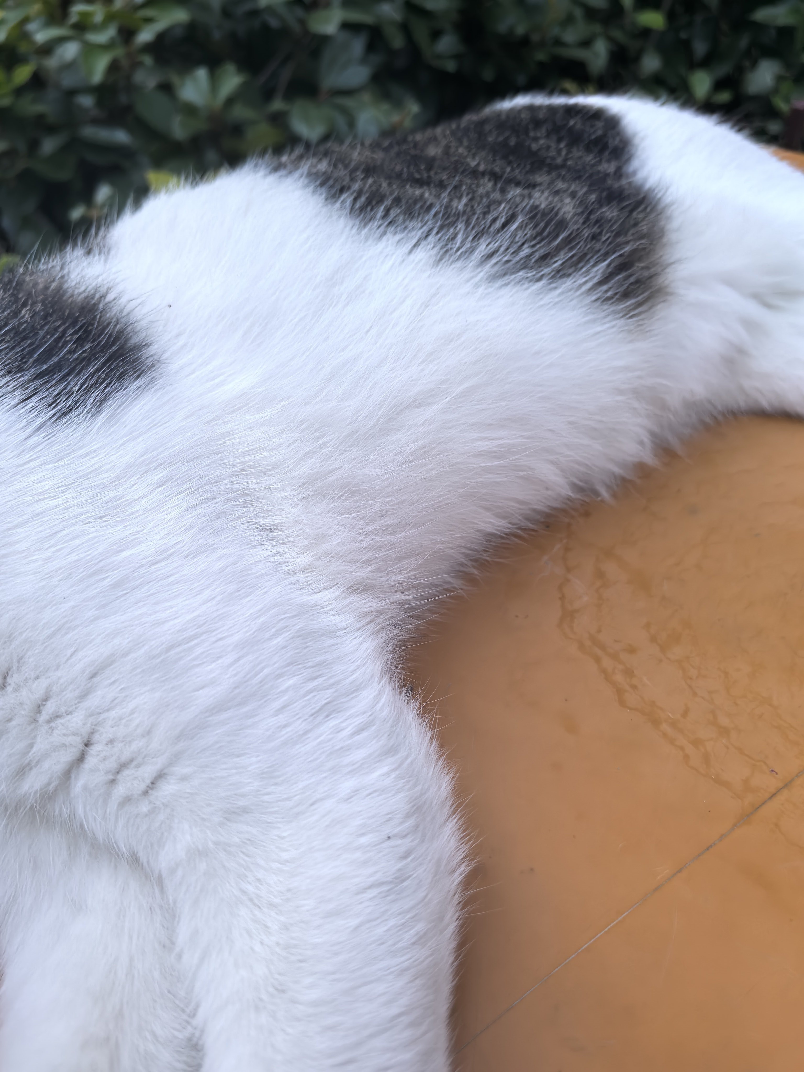 小区内楼下小超市的猫咪，困了一直在家门口的桌上想睡觉，被我喊醒了拍照。邦邦打了我