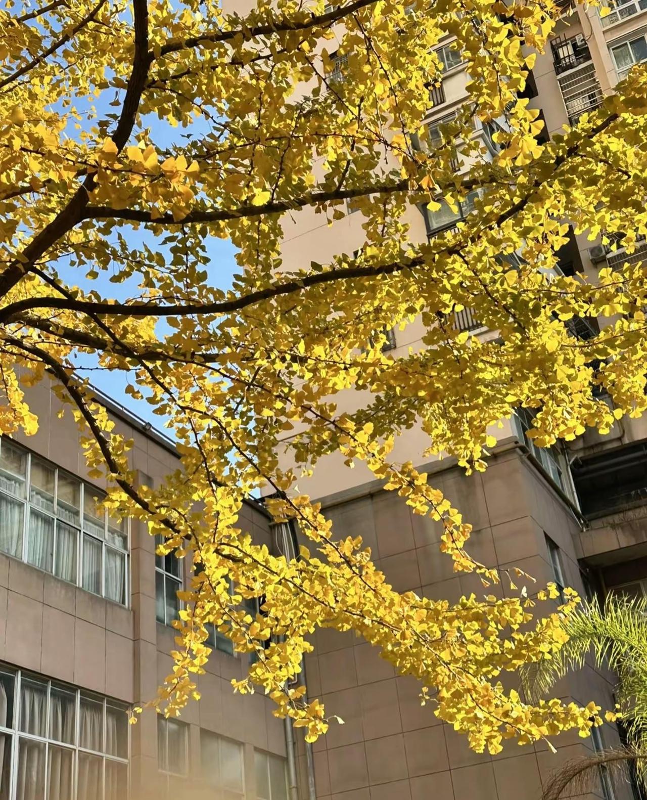 我先用上赵露思的语录了，今天我发了新歌快来听呀！歌名叫在一起。赵露思赵露思语录 