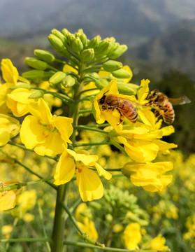 为什么看似金灿灿丰收在望的油菜却收成不怎么好呢？
 
春日油菜花海盛放，本是蜜蜂
