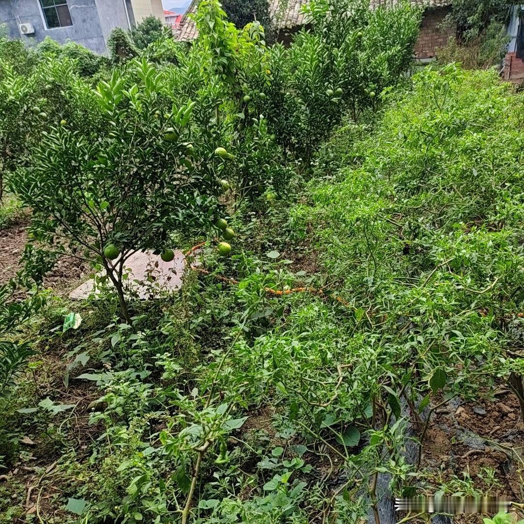 孩子以学习为由玩手机家长该怎么办我个人认为，应该多陪着他们一起，不是把手机给他，