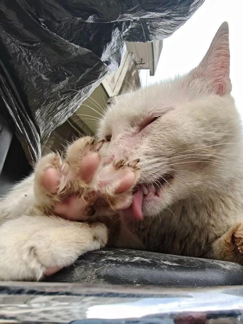 50213【丑猫】脏猫笨猫wink 