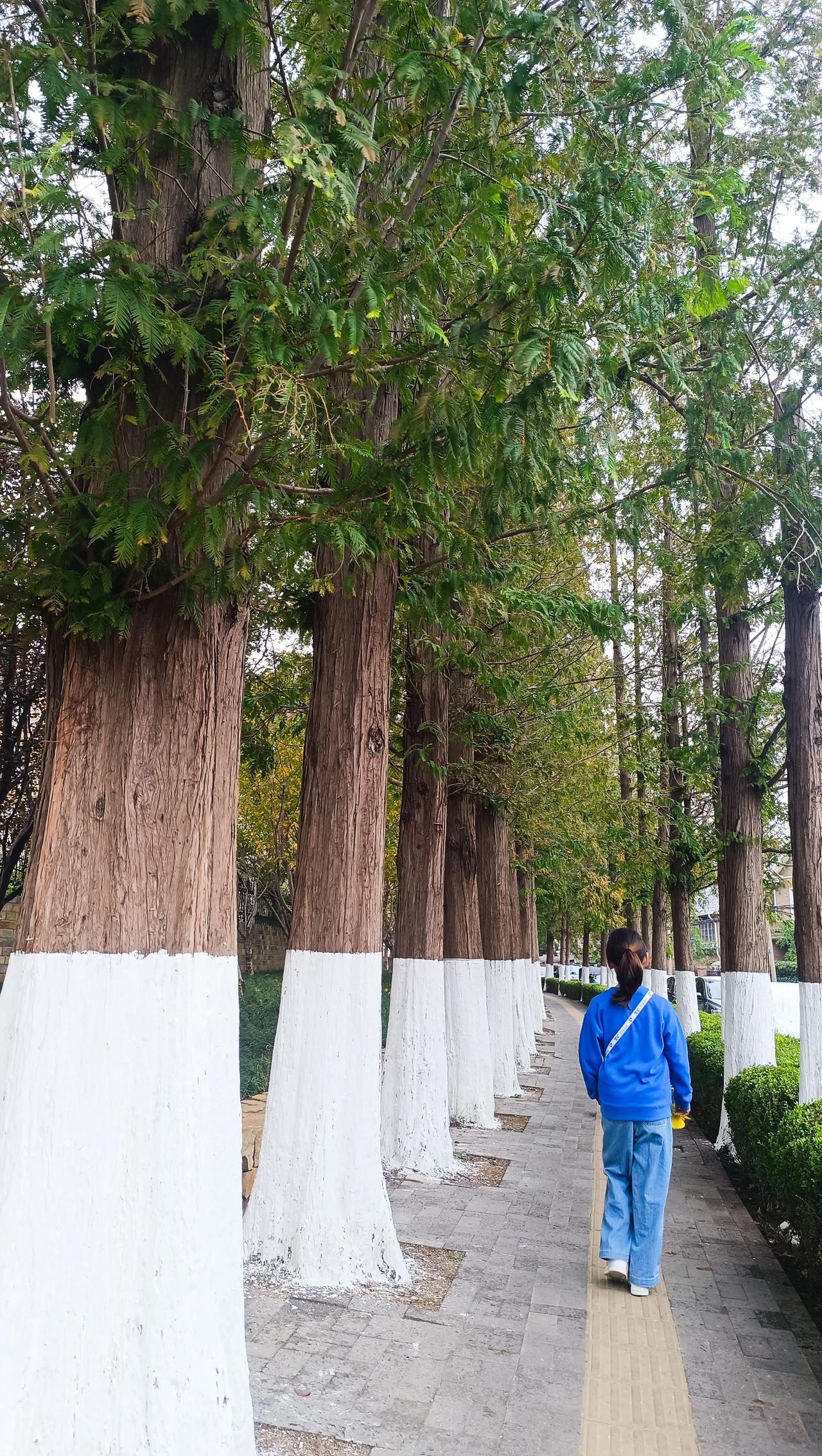 #秋日生活打卡季#
这是我和Yaya第二次从植物园步行至儿童公园，是Yaya的第