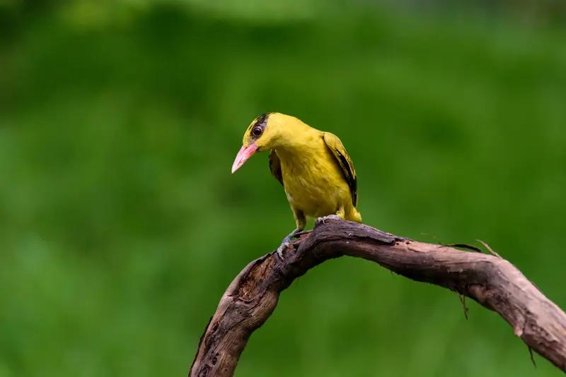 逗朋友们一笑

唐朝诗人杜甫见到黄鹂、白鹭和泊船写下了千古绝句：
两个黄鹂鸣翠柳