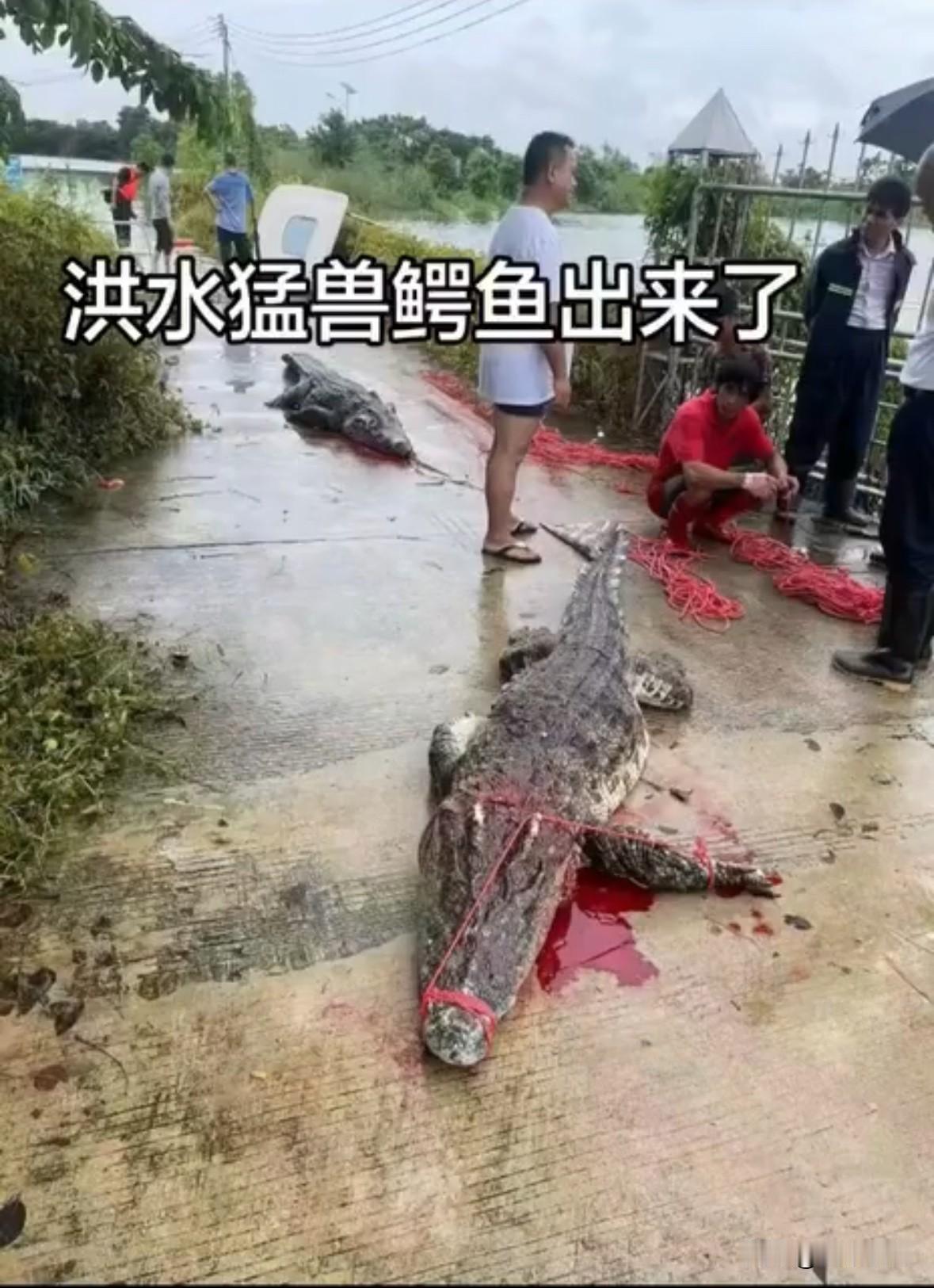 洪水猛兽现，猛兽鳄鱼来。