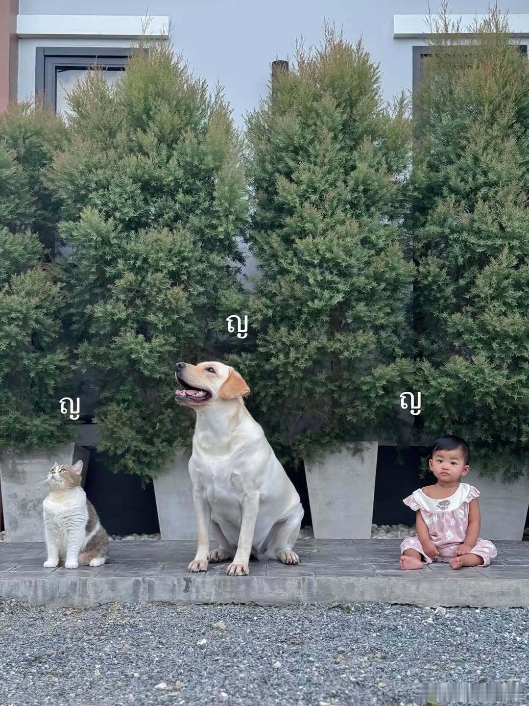 可可爱爱三小只cr：khunmungkud ​​​