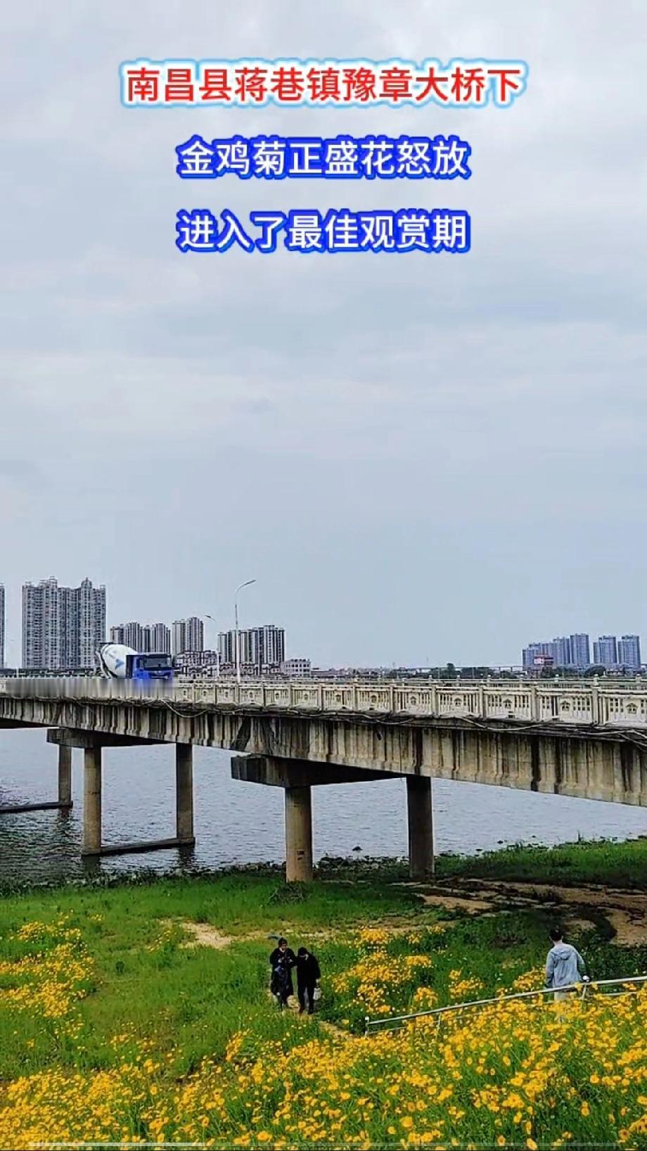南昌县蒋巷镇豫章大桥下，沿着赣江中支分布着大片的金鸡菊花，此时正盛花怒放，已经进