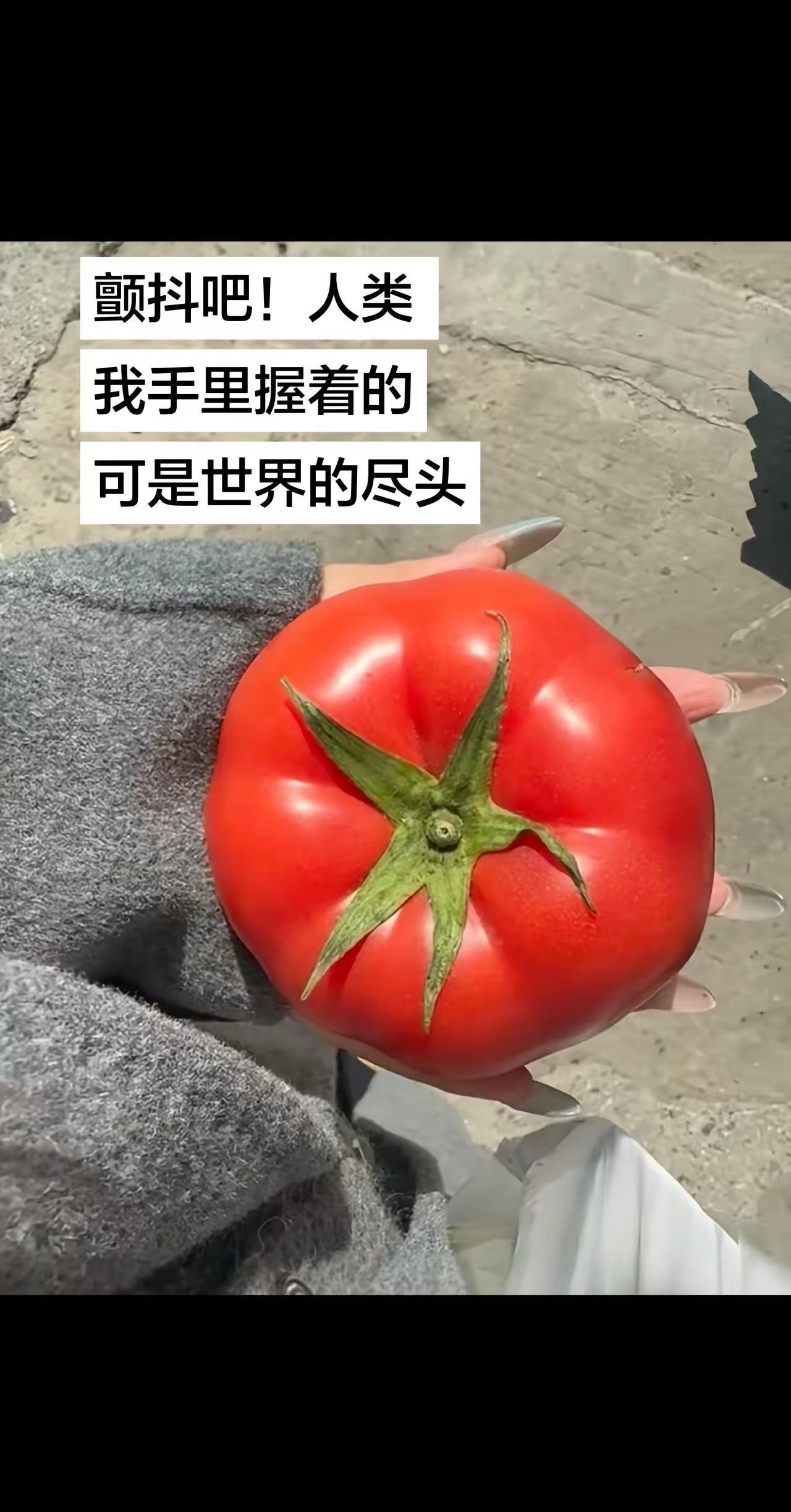 人们终其一生在寻找的世界尽头 此刻在我手。里PPT乱讲大赛 西红柿 番茄 宇宙的