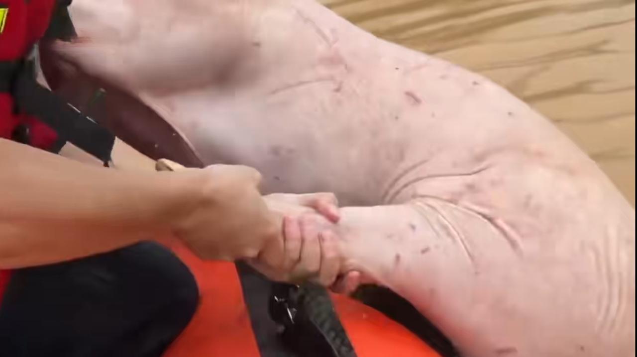 广西横州，消防人员正在合力把一头落水的猪拉上救生艇。
生长在中国，连家畜都能在遇