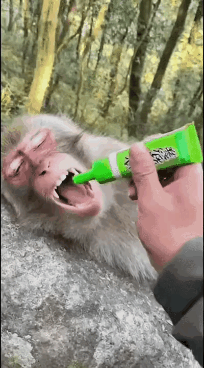 猴哥午休太大意了，居然张开嘴巴睡觉，怪不得被两脚兽偷袭使用生化武器……