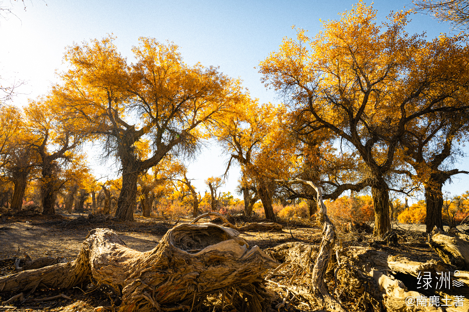 千年不腐 新疆｜巴州#大美新疆#  