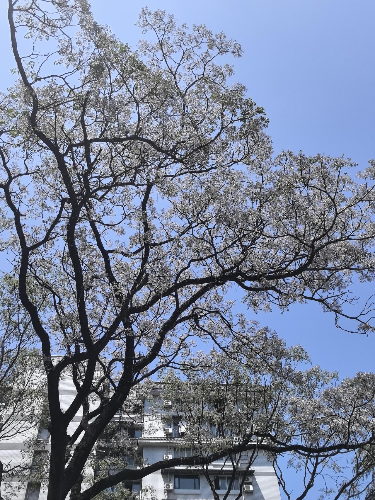 苦楝树，名字听着挺苦的，但树冠高大魁梧，花开满天，明亮大方，娇而不艳。

苦楝花