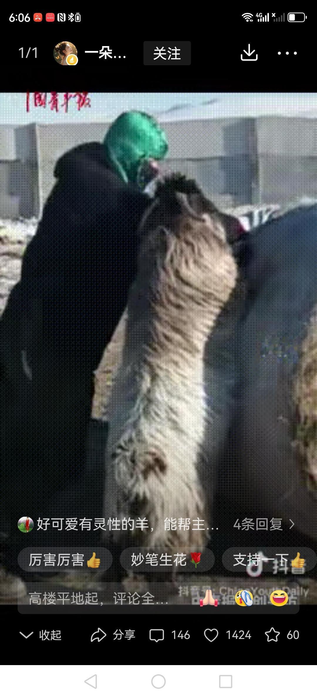 “羊界‘打工人’上线！内蒙古牧民推草卷时，自家小羊突然搭蹄帮忙，网友：这羊怕不是