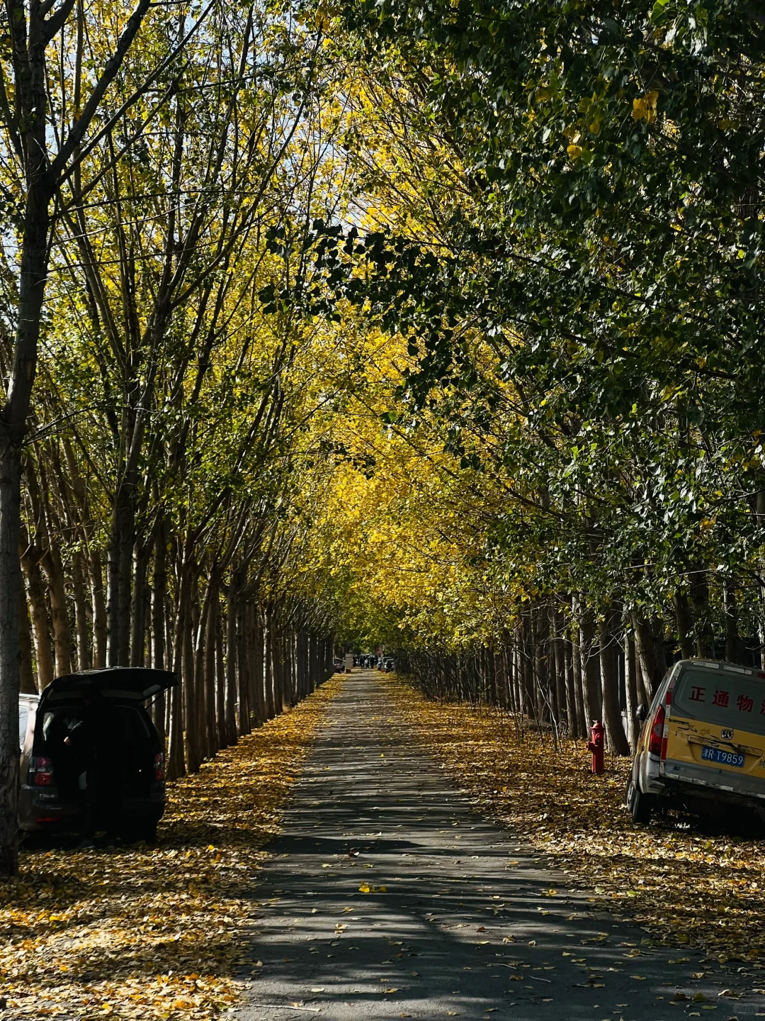 天津｜职业大学这条神奇的小路🍂