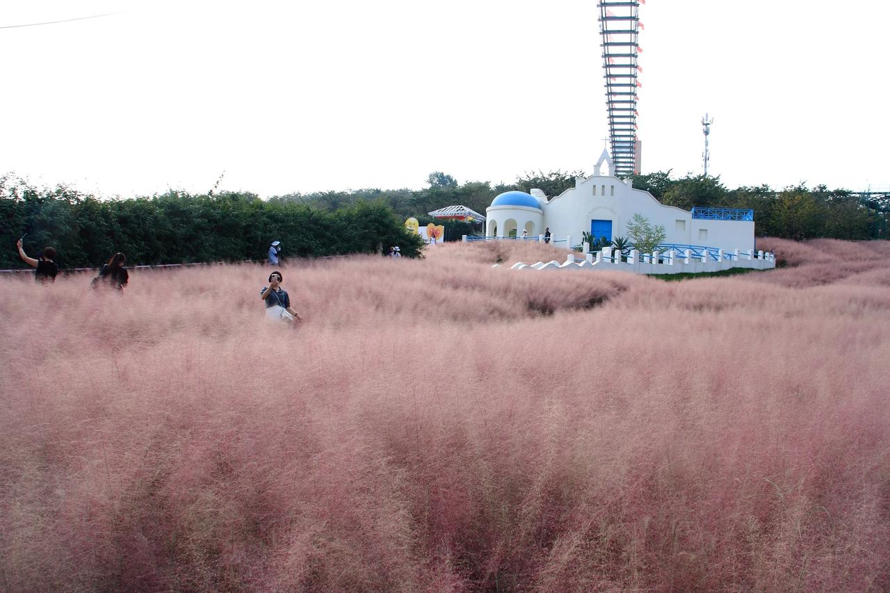 漫花庄园的粉黛乱子草红啦！就在那老地方的斜坡上，在此拍艺术照，感觉真挺好的。[赞