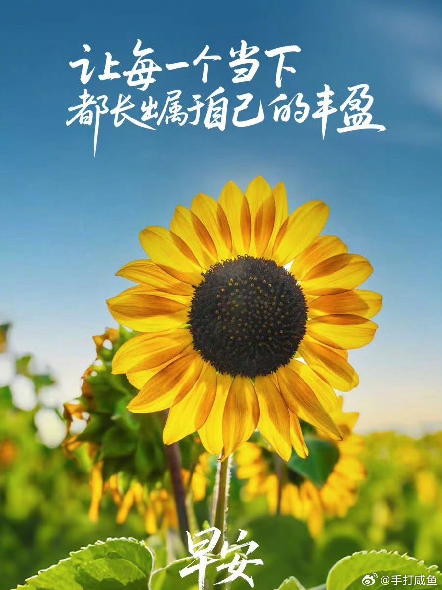 早安心语 总以为把时间填满才算充实，可弦一直紧绷，心也难免跟着焦灼。不如主动给自