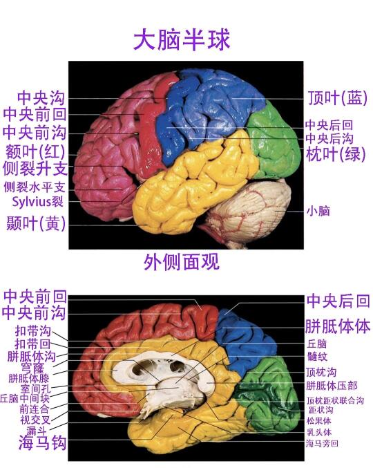 脑功能分区